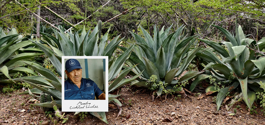 The Years of Silence: An Interview with Maestro Cristóbal Sánchez on the “Prohibition” of Cocuy